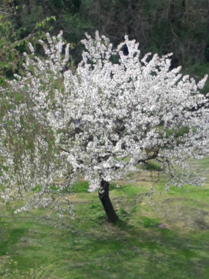 Il Borgo Dei Molini Bed & Breakfast Torreglia Eksteriør bilde